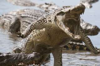 Attaques de crocodiles: un fichier mondial vient d'être crée