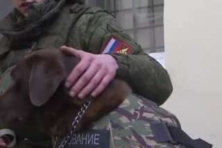 VIDÉO. Une armure pour chien d'assaut créée par une entreprise russe après la mort de Diesel