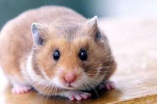 Les hamsters seraient sensibles à leur environnement, qui influe sur leur humeur, assure une étude