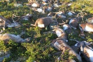 En Norvège, la foudre tue plus de 300 rennes