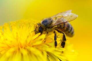 Ce gène qui permet aux abeilles de s'orienter