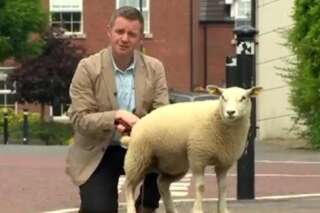 VIDÉO. Ce journaliste voulait raconter l'histoire attendrissante de cet agneau... qui l'a remercié en lui urinant dessus