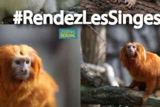 PHOTOS. Zoo de Beauval: le web se mobilise pour retrouver les 17 singes rares volés
