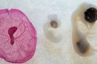 Des embryons humains modifiés génétiquement par des scientifiques chinois