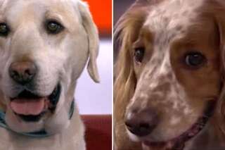 VIDÉO. Des chiens envahissent le plateau de la BBC, et forcément les réseaux sociaux adorent