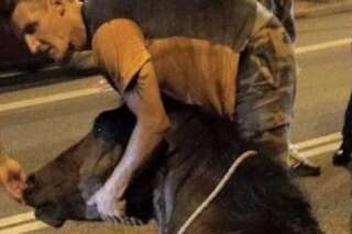 Maltraitance animale: un cheval meurt épuisé après avoir transporté des touristes en calèche à Barcelone