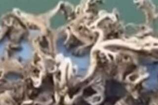 VIDÉO. Cette créature des mers très étrange pêchée à Singapour ressemble à un Kraken
