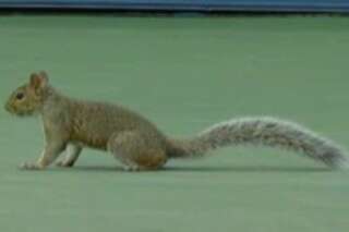 VIDÉO. US Open: un écureuil s'invite sur le court, interrompant un match pendant deux minutes