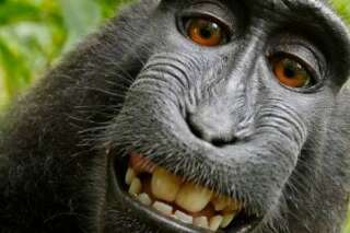 Wikipedia refuse de retirer cette photo de singe... car c'est un selfie