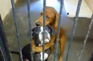 PHOTO. Comment deux chiens, destinés à être euthanasiés, ont été sauvés grâce à un post Facebook