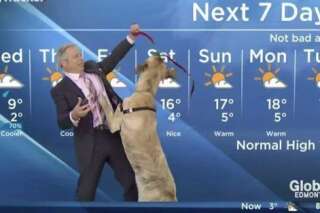 VIDÉO. Un chien perturbe le bulletin météo