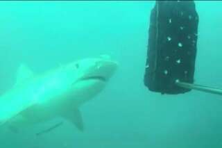 VIDÉO. Une entreprise australienne lance des combinaisons anti-requins pour les surfeurs