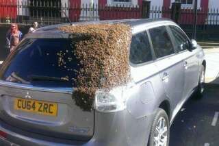 VIDEO. L'énorme tache marron sur cette voiture est en réalité... un essaim d'abeilles