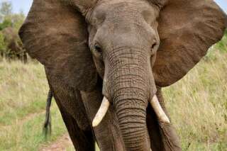Des éléphants maltraités accros à l'héroïne sortent d'une cure de désintoxication