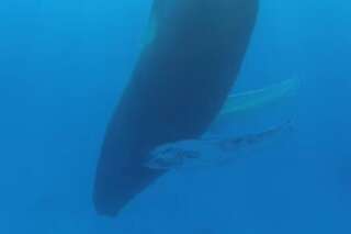 VIDÉOS. Les baleines doivent se rappeler de respirer pendant leur sommeil