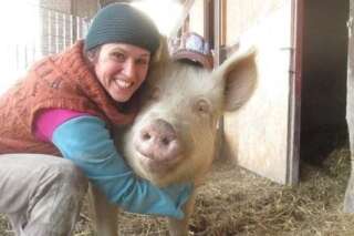 Dans le Piémont, la Petite ferme des animaux accueille des cochons rescapés des abattoirs