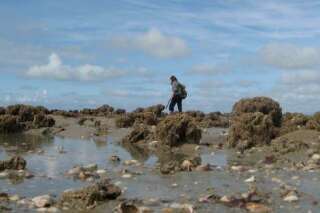 Bassin d'Arcachon: la pêche et la consommation des moules temporairement interdites à cause d'une toxine