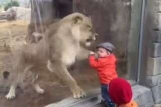VIDÉO. Une lionne essaye de manger un enfant à travers la vitre d'un Zoo