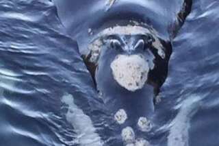 VIDEOS. Cette baleine empêtrée dans des lignes de pêche et des détritus appelle à l'aide des pêcheurs