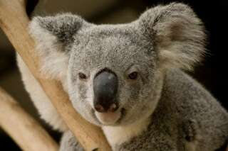 Réchauffement climatique: le koala australien menacé de disparition
