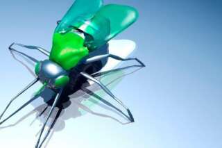 PHOTOS. Cape d'invisibilité, drones insectes, super-oreilles : quand la science s'inspire de la nature