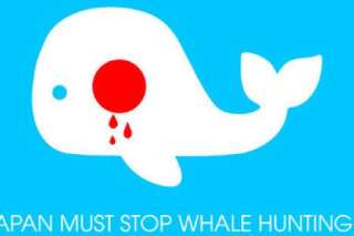 Baleines: la fin d'une tradition et d'un massacre?
