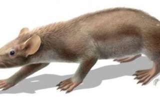 PHOTOS. Découverte d'un fossile de mammifère unique en son genre, couvert de poils et d'épines
