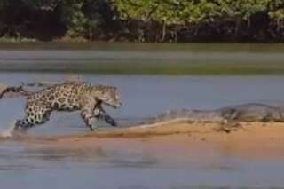 VIDÉO. L'incroyable attaque d'un jaguar contre un crocodile au Brésil