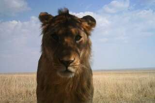PHOTOS. Parc du Serengeti : les clichés incroyables d'animaux prises par 225 caméras automatiques