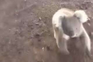 VIDEO. Ce Koala un peu trop affectueux poursuit une Australienne en quad