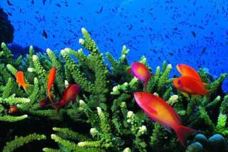 Disparition des coraux : d'ici 20 ans, les récifs coralliens des Caraïbes pourraient ne plus exister