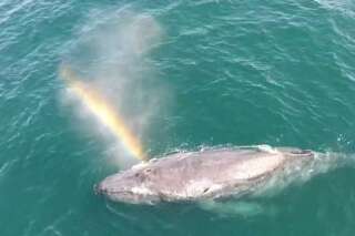 VIDÉO. Cette baleine souffle un arc-en-ciel