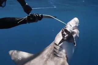 Ces bons samaritains ont sauvé un requin