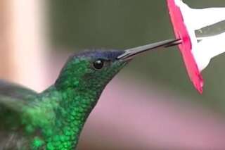 VIDÉO. Les colibris ont une langue ultra rapide, même en slow-motion
