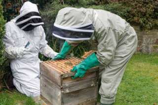 Si vous voulez installer une ruche au fond de votre jardin, voilà ce que ça vous coûtera