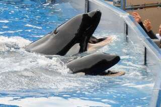 Interdit d'élevage d'orques en captivité, le parc SeaWorld porte plainte