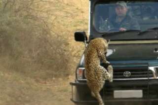 VIDÉO. Afrique du Sud : l'attaque impressionnante d'un léopard sur un guide de safari