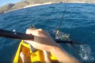 VIDÉO. Un requin-marteau attaque un pêcheur en kayak en Californie