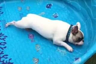Quand on met un chien dans une piscine vide, ça donne ça...