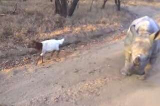 VIDÉO. Un rhinocéros orphelin et un agneau jouent ensemble