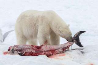 Conséquence du réchauffement climatique, les ours polaires commencent à manger du dauphin