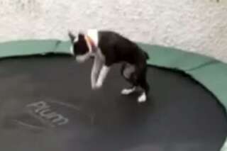 VIDÉO. Une compilation d'animaux qui sautent sur des trampolines