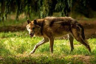 Un loup abattu dans la Drôme après l'attaque d'un troupeau de brebis