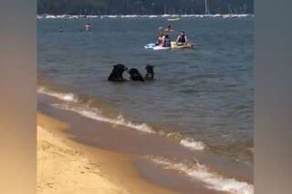 Cet été, cette famille d'ours a décidé d'aller à la plage, comme tout le monde