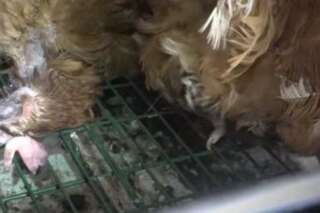 Cadavres décomposés, poux... la nouvelle vidéo choc de L214 dans un élevage de poules pondeuses