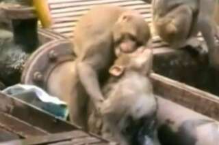 VIDÉO. Un singe sauve son ami électrisé sur une voie ferrée