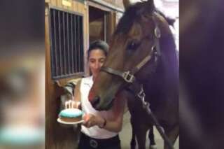 VIDÉO. Un cheval souffle les bougies d'un gâteau d'anniversaire