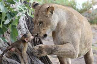 PHOTOS. Incroyable interaction entre une lionne et un bébé babouin au Botswana