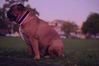 VIDEO. Ce collier connecté pour chien vous permettra de suivre la santé de votre animal