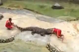 VIDÉO. En Thaïlande, un dresseur glisse sa tête dans la gueule d'un crocodile et se fait mordre